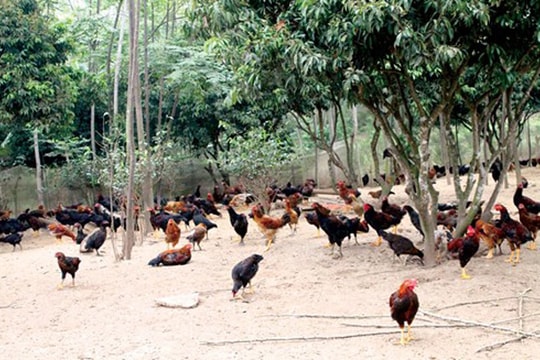 Gà đồi Yên Thế