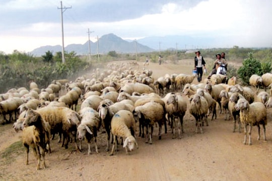 Rày đây mai đó với nghề chăn thả gia súc