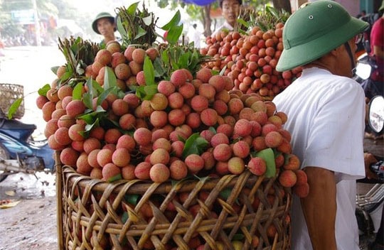 70% sản lượng vải thiều được tiêu thụ tại thị trường phía Nam