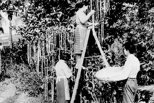 Khán giả truyền hình Anh Quốc đã "mắc bẫy" thế nào?