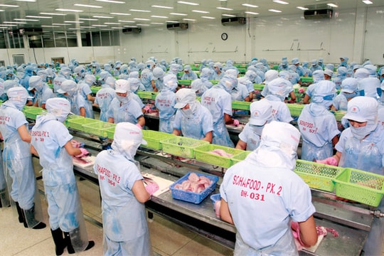 Liên kết- xu hướng tất yếu của ngành cá tra