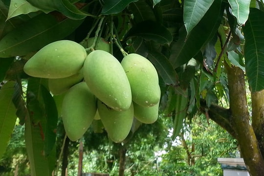 Xoài Việt có mặt tại thị trường Australia