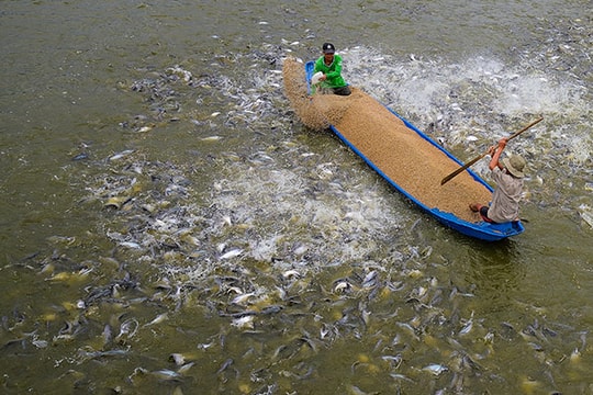 VASEP: DN xuất khẩu cá tra cẩn trọng với thị trường Trung Quốc