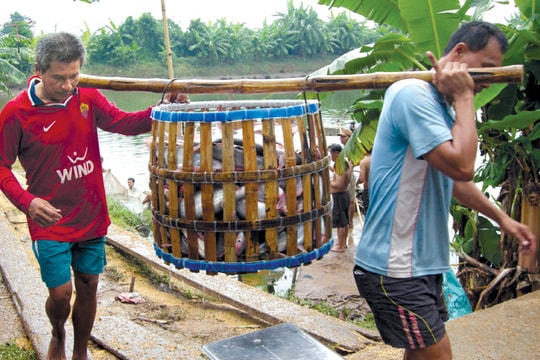 Tín dụng nông thôn: Phải có thiết chế phù hợp
