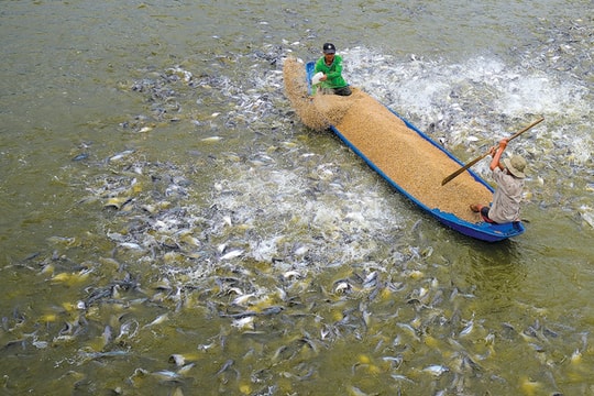 Vì đâu ngành nuôi trồng thủy sản suy yếu?