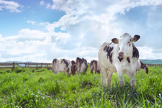 Vinamilk đạt chứng nhận trang trại bò sữa organic đầu tiên tại Việt Nam