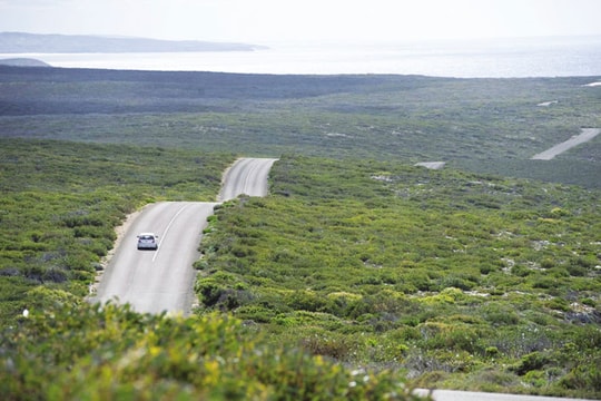 Kangaroo, hòn đảo hoang dã của nước Úc