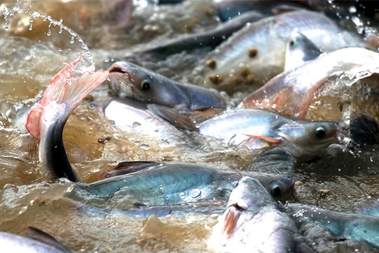 Bước đệm VietGAP trong nuôi trồng thủy sản