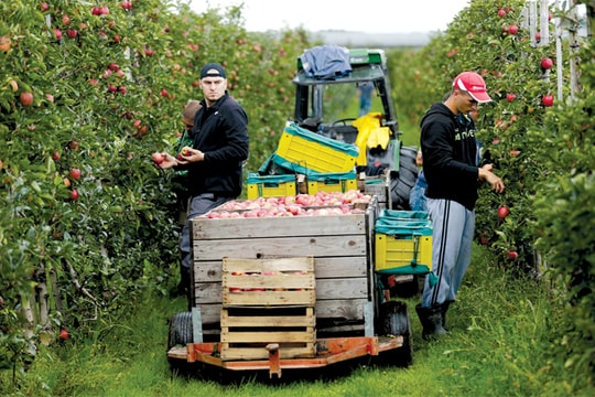 Backpacker quay lưng với nước Úc