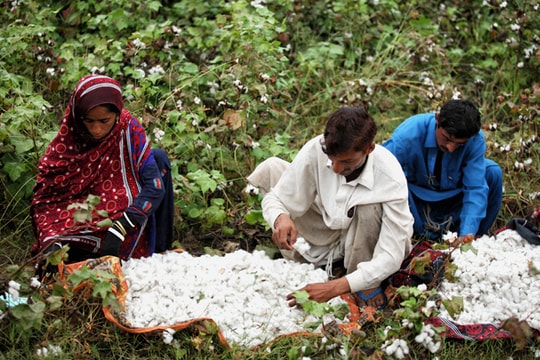 Triển vọng cotton bền vững