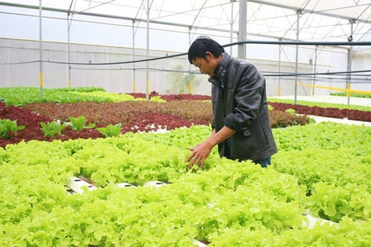 Tốt nghiệp ngành cơ khí chuyển sang trồng rau công nghệ cao thu 5 tỷ/năm