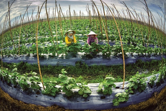 Mô hình nông nghiệp công nghệ cao nào cho năm 2017?