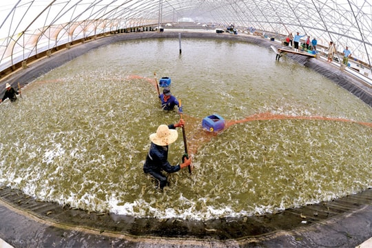 Phụ phẩm hóa vàng: Biến rác tôm thành vàng