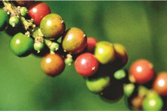 80% tiêu Việt Nam sẽ khó vào thị trường châu Âu?