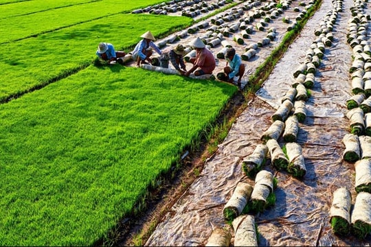 Vì sao giá lúa gạo nội địa tăng cao bất thường?