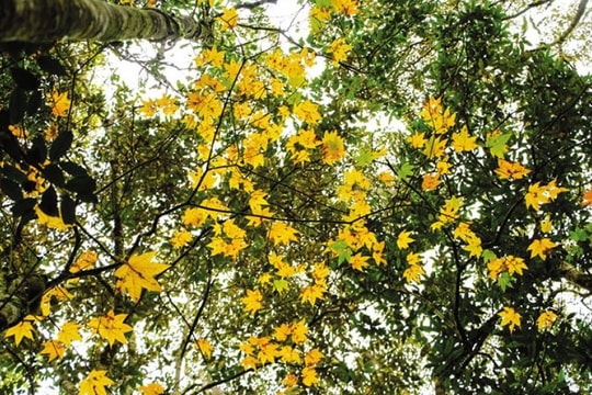 Xuyên rừng Bidoup ngắm cây lá phong