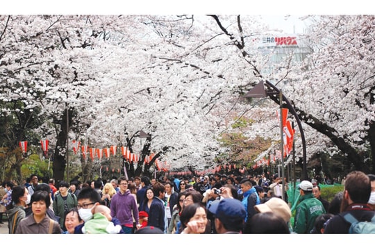 Mùa Hanami 2017 đã đến