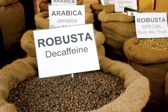 Hợp lực phát triển cây cà phê Tây Nguyên