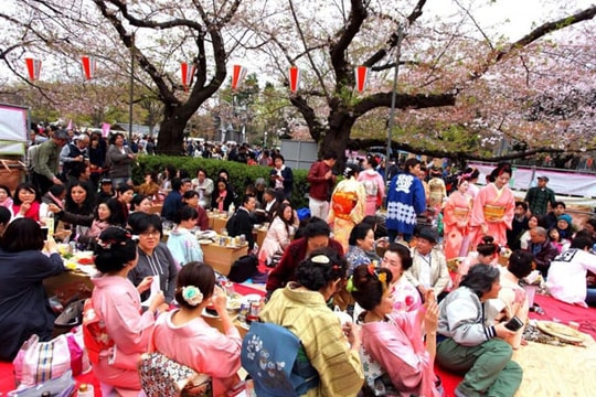 Hoa anh đào giúp kinh tế Nhật khởi sắc