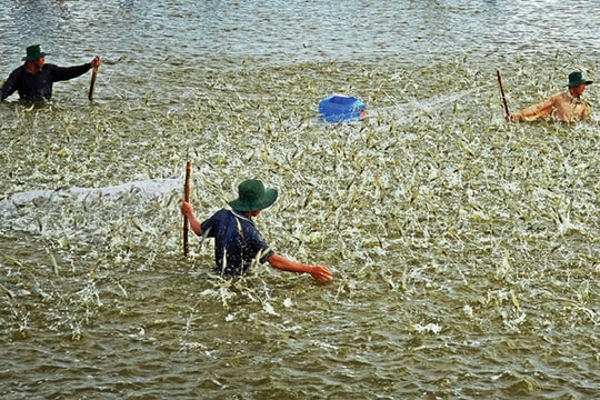 Để phát huy thế mạnh ngành tôm nước lợ