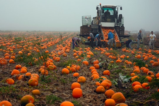 Brexit phủ mây đen lên nghề cá và trồng trọt ở Anh