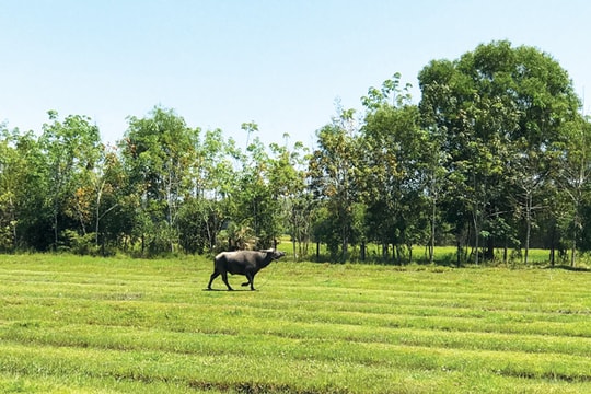Phân khúc bất động sản nào an toàn?