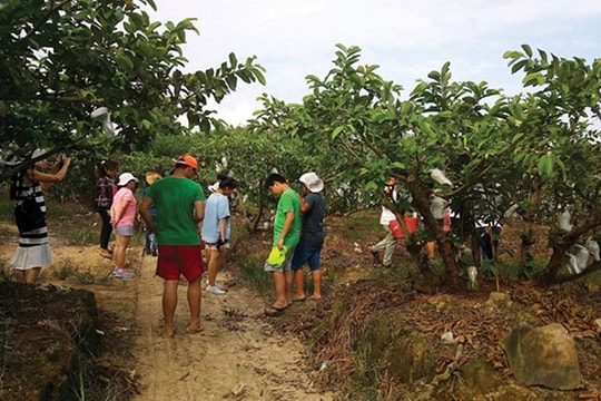 Trở thành triệu phú đôla từ vườn cây ăn trái