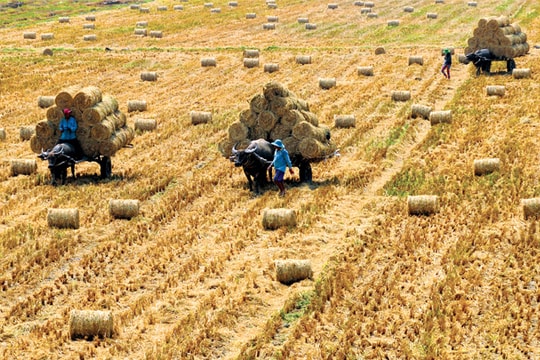 Để xuất khẩu nông sản thoát khó