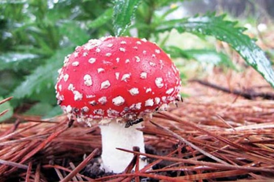 Hái nấm trong rừng Wilson Promontory