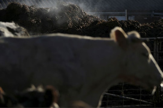 Startup Ấn Độ làm hóa mỹ phẩm từ... chất thải của bò