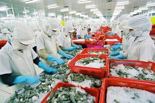 Mỹ tăng thuế chống bán phá giá đối với tôm Việt Nam
