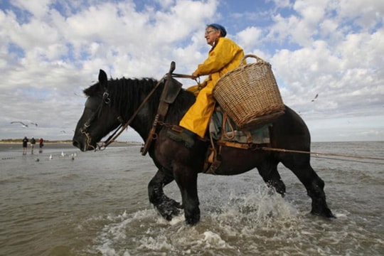 Nghề lạ ở Bỉ: Cưỡi ngựa bắt tôm