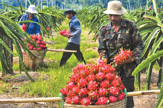 Xuất khẩu nông sản vào Hàn Quốc: Cửa lớn khó qua