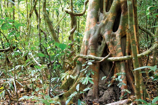 Độc đáo Lò Gò - Xa Mát