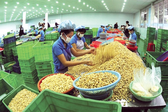 Ngành điều Việt Nam và mục tiêu 3 tỷ USD