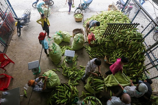 Chuyện về chợ bắp lớn nhất Sài Gòn