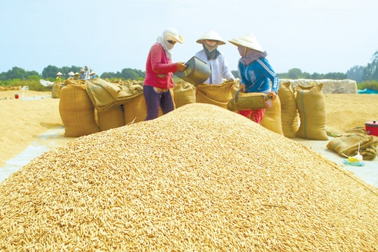 Xuất khẩu gạo: Tăng chất, giảm lượng