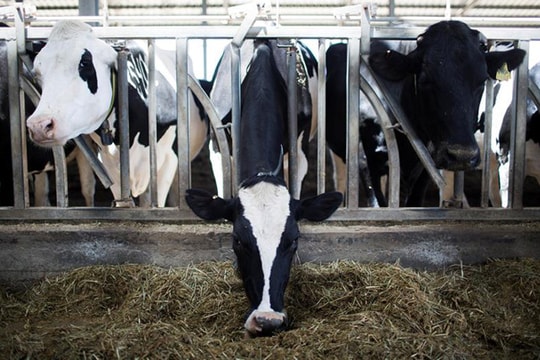 Brazil sẽ được xuất khẩu sữa và sản phẩm từ sữa vào Nhật