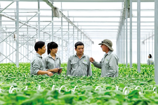 Kinh tế hợp tác xã TP.HCM: Thúc đẩy chuỗi để tăng giá trị