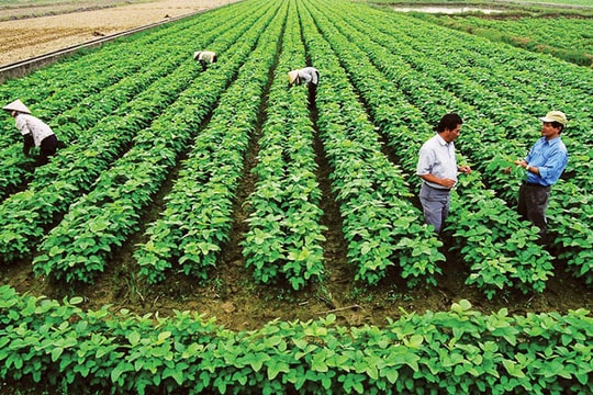 Sản phẩm nông nghiệp hữu cơ: Hấp dẫn mà nhiều thách thức