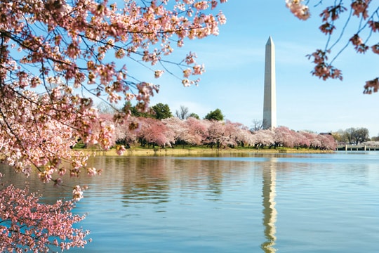 Du xuân 2018: Ngắm anh đào ở Washington D.C