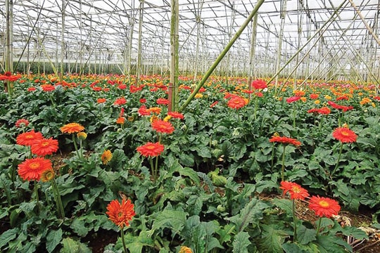 Tín hiệu mới cho xuất khẩu hoa ở Đà Lạt