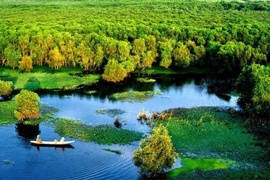 Hương tràm xôn xao