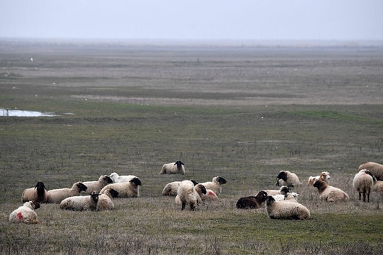 Cuộc chiến giữa căn cứ quân sự và... cừu