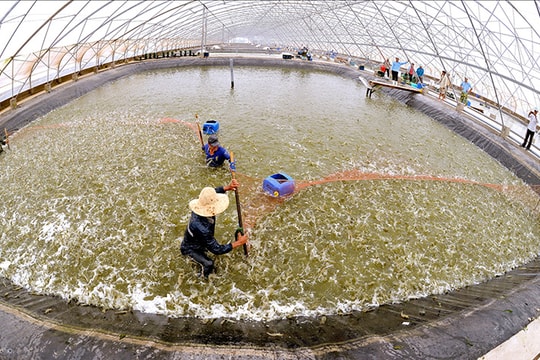 Công nghệ mở triển vọng ngành tôm
