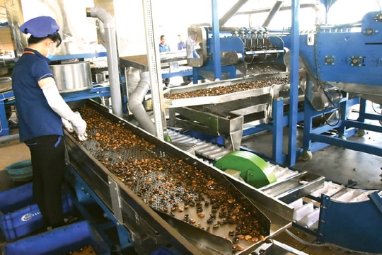 Doanh nghiệp ngành điều: Lùi để tiến