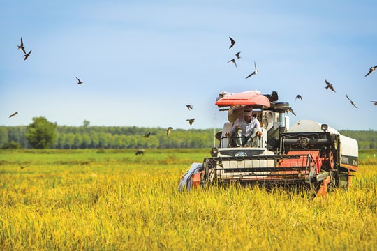 Vui với lúa - tôm an toàn