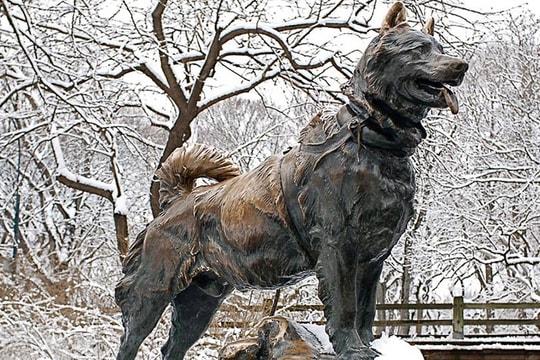 Chú khuyển - đối tượng được nghệ thuật thế giới tôn vinh