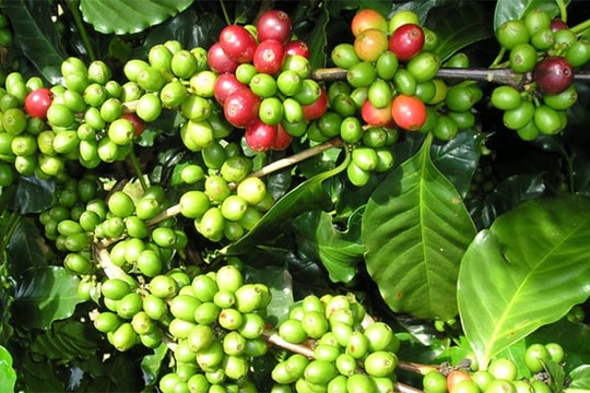 Cà phê Mường Ảng: Chất lượng cao nhưng sao chỉ loanh quanh sân nhà?