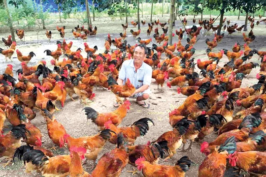 Ngành chăn nuôi: Vượt qua nỗi lo cạnh tranh